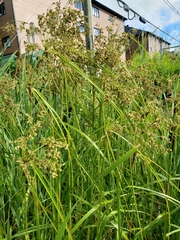 Scirpus pedicellatus