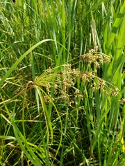 Scirpus pedicellatus
