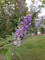 Vitex agnus-castus
