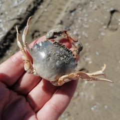 Liocarcinus holsatus