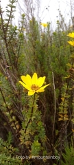 Bidens elgonensis