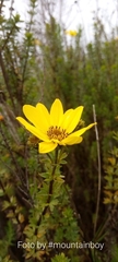Bidens elgonensis