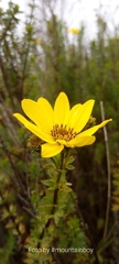 Bidens elgonensis