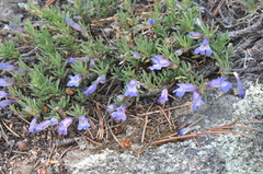 Penstemon crandallii