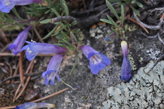 Penstemon crandallii