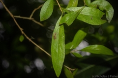 Pittosporum lancifolium