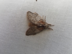 Peridea basitriens
