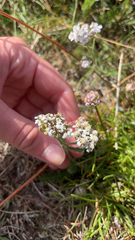 Achillea millefolium
