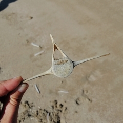 Phocoena phocoena