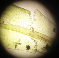 Rhodobryum umbraculum