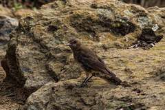 Oenanthe lugubris schalowi