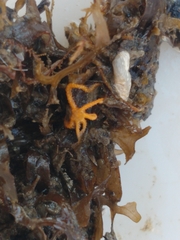Ophiothela mirabilis