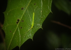 Ankylopteryx pallida