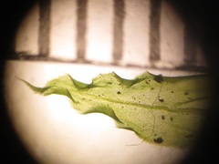 Rhodobryum umbraculum