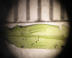 Rhodobryum umbraculum