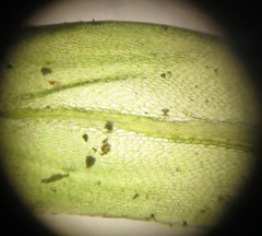 Rhodobryum umbraculum