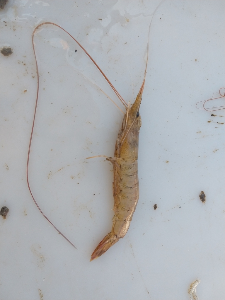 Southern white shrimp