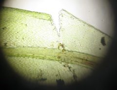 Rhodobryum umbraculum