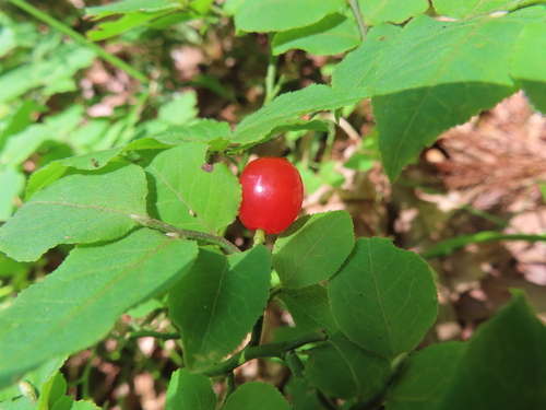 Yatabe's blueberry (Vaccinium yatabei)