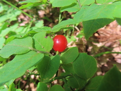 Vaccinium yatabei