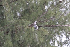 Pelecanus occidentalis