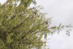 Pelecanus occidentalis