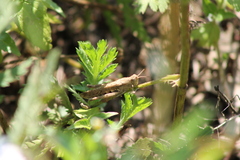 Glyptobothrus