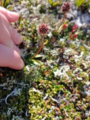 Tofieldia coccinea