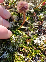 Tofieldia coccinea