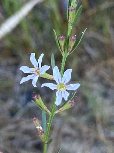 wand lythrum (Lythrum lineare)