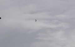 Fregata magnificens