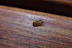 Parhelophilus