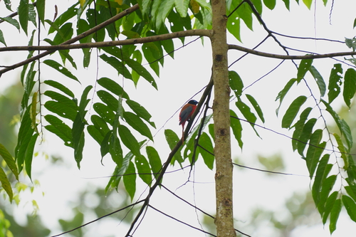 Scarlet-rumped Trogon (Harpactes duvaucelii)