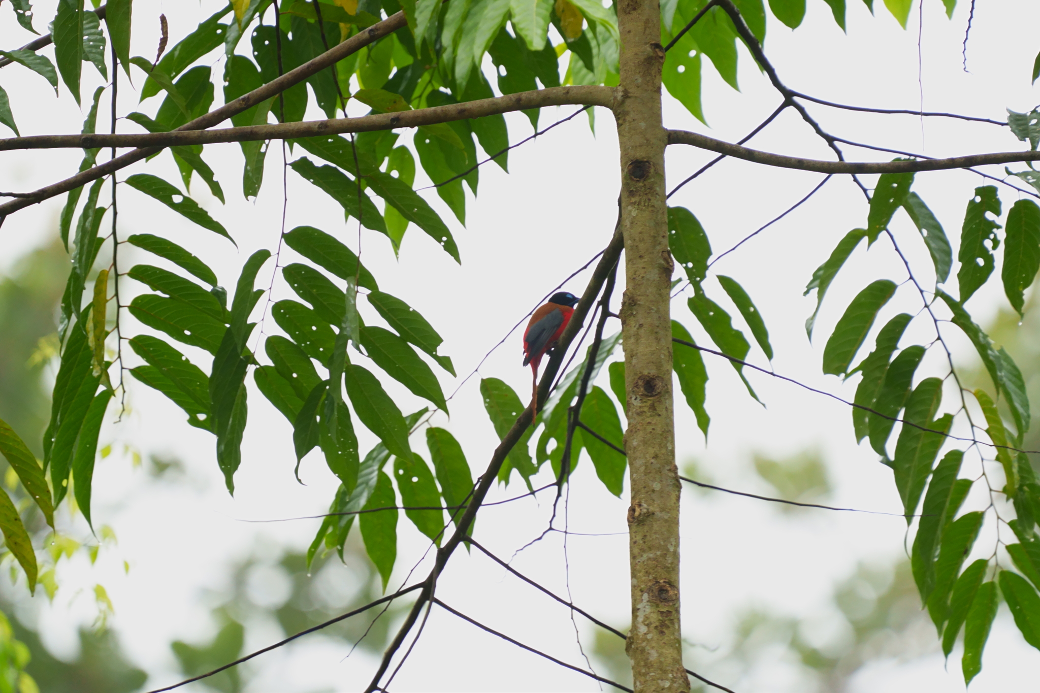 Scarlet-rumped Trogon (Harpactes duvaucelii)