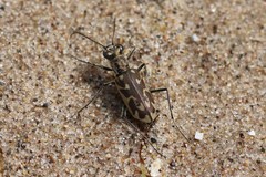 Ellipsoptera macra