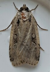 Eueretagrotis sigmoides