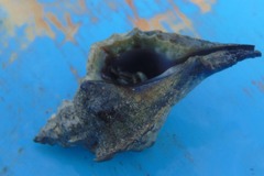 Eupleura muriciformis