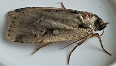 Eueretagrotis sigmoides