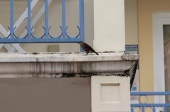 Quiscalus lugubris