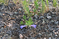 Penstemon crandallii
