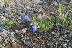 Penstemon crandallii