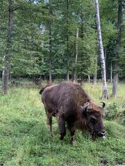 Bison bonasus