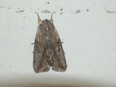 Bryophila raptricula