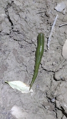 Whitmania pigra