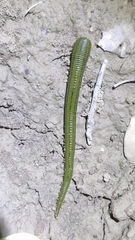 Whitmania pigra