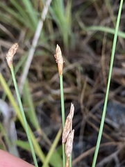 Eleocharis halophila