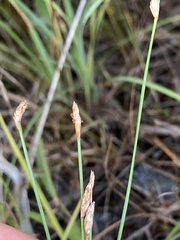 Eleocharis halophila