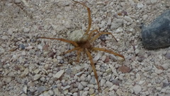 Latrodectus pallidus