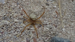 Latrodectus pallidus