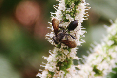 Isodontia mexicana